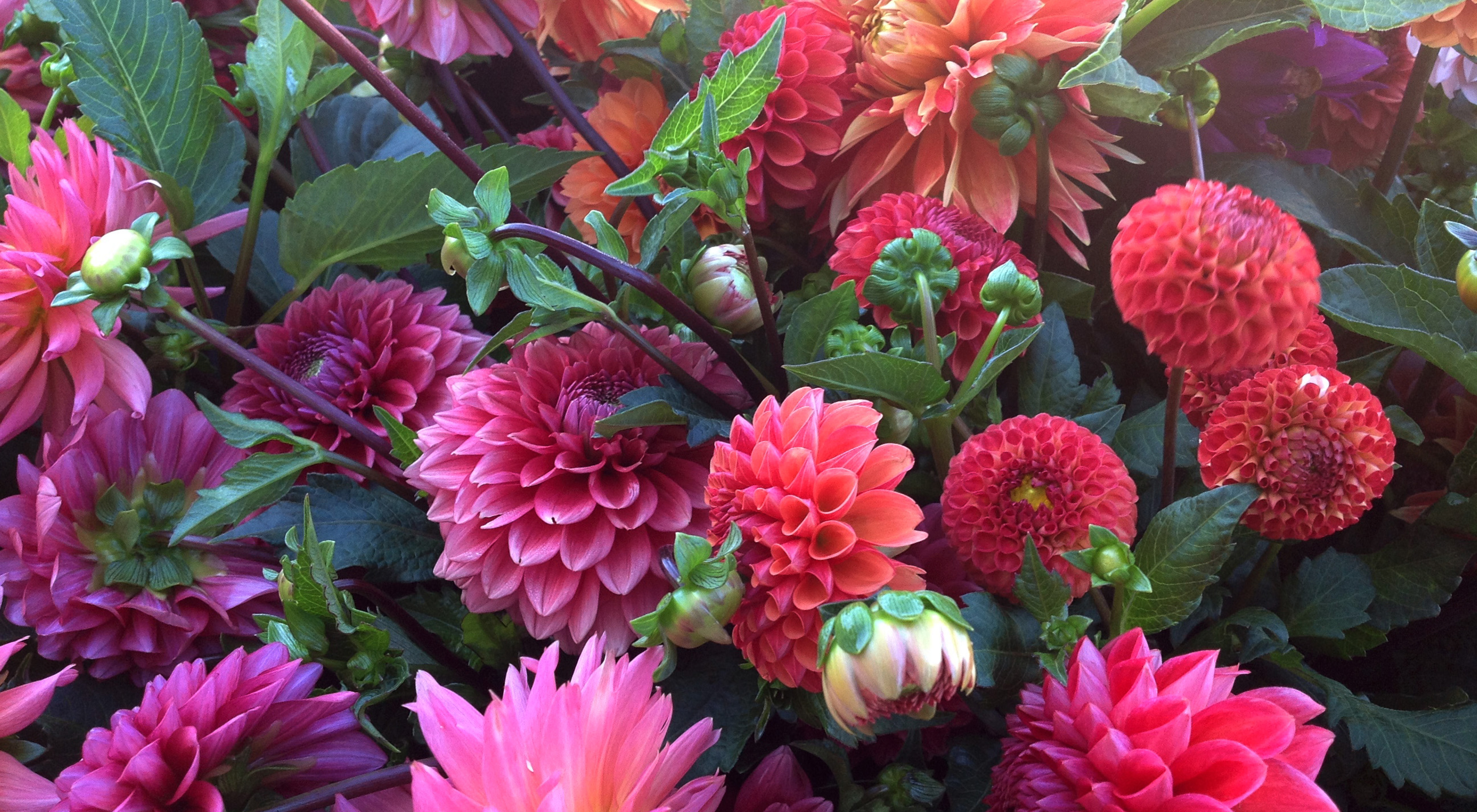 pink flowers
