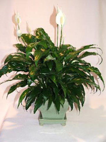 flower arrangement