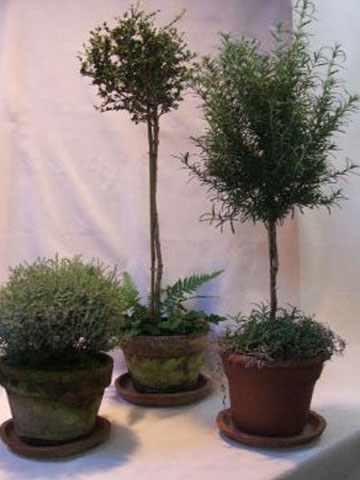 Topiaries