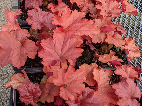 Heuchera