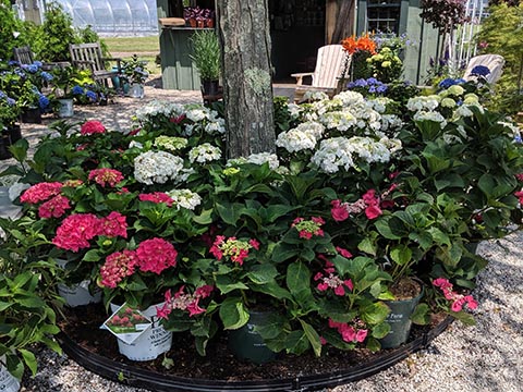 hydrangeas