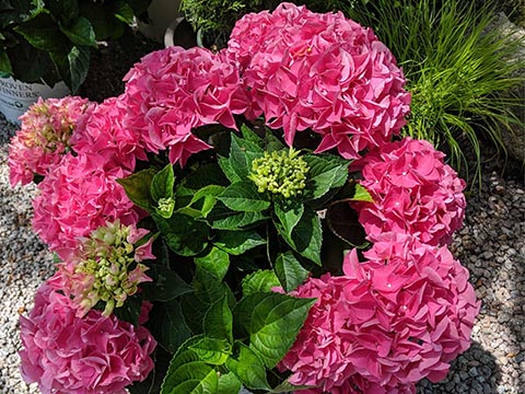 hydrangeas