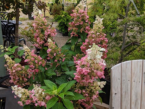 flowering plants