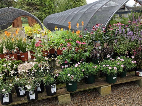 flowering plants