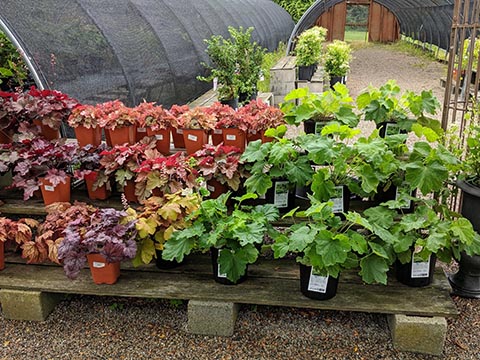 leafy plants