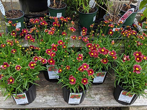 Thread Leaf Coreopsis