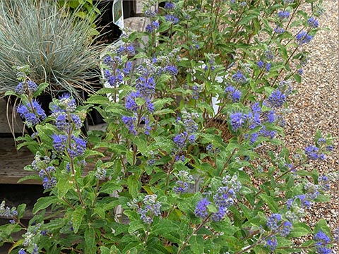 flowering plants