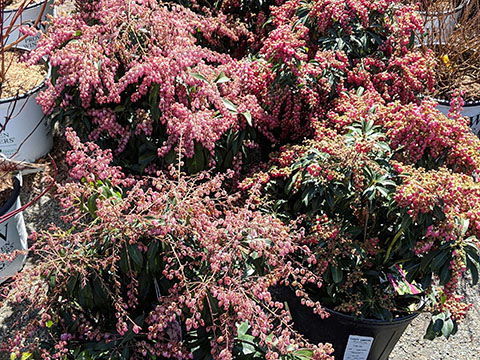 pink pieris