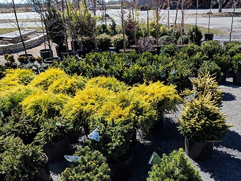 shrubs and trees