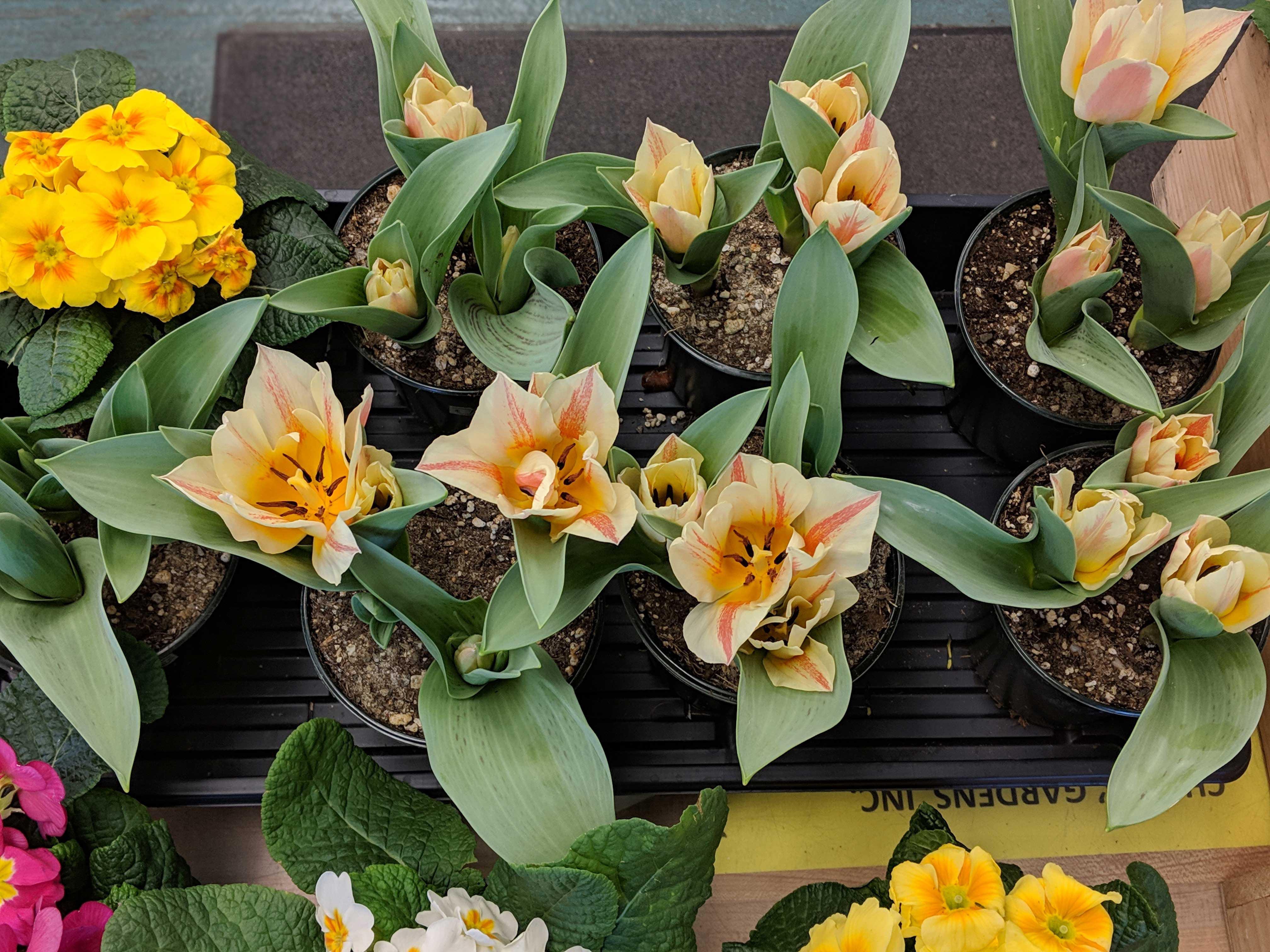 spring flowers