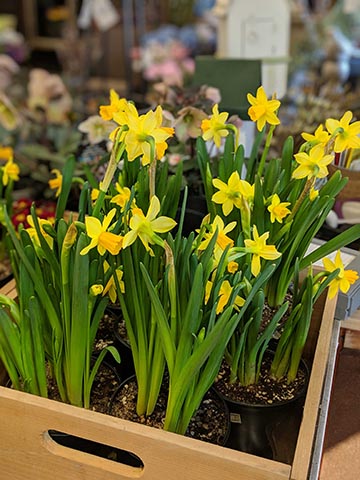 daffodils