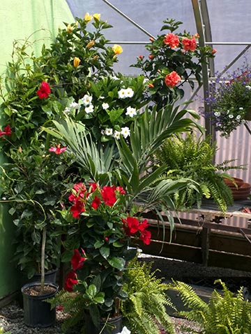 various plants
