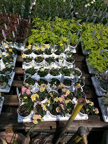 containers with various plants