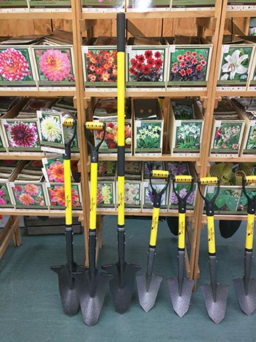 a variety of spring flowering bulbs