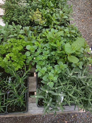  seedlings