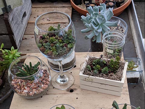 Small succulent gardens in glass cups and tiny containers.