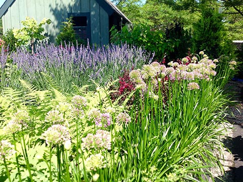 flowering plants