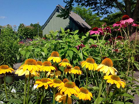 flowering plants